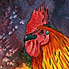 Bold Rooster