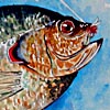 Red-Eared Sunfish